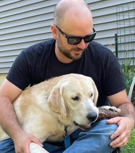 My yellow lab Remy chewing on a stick on my lap